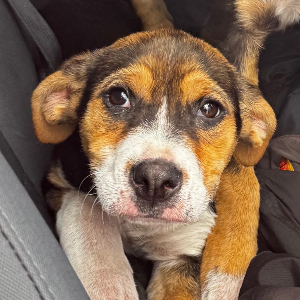 Enlarge Cassie, a Adoptable mixed breed in Clarksdale, MS image 3/6
