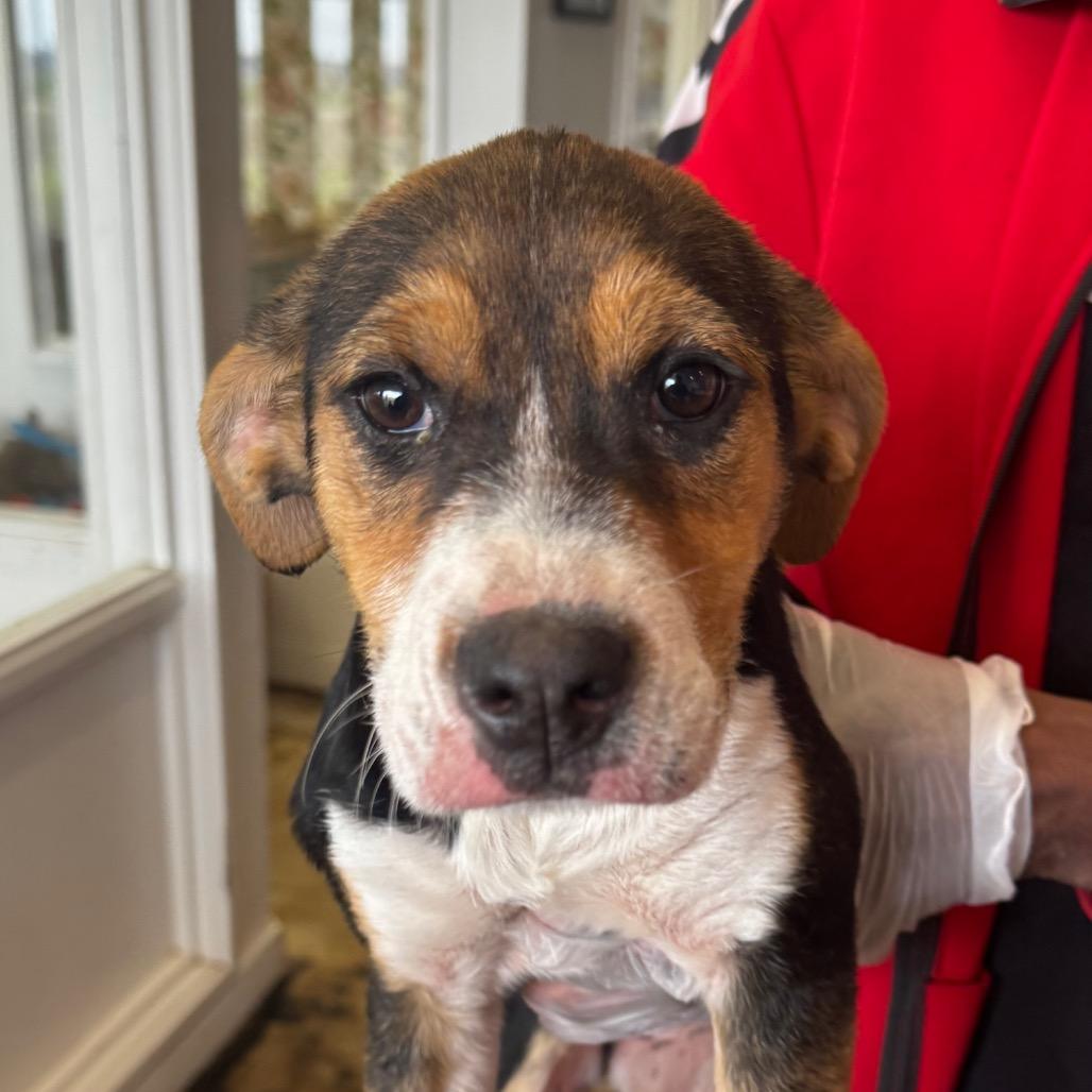 Enlarge Cassie, a Adoptable mixed breed in Clarksdale, MS image 4/6