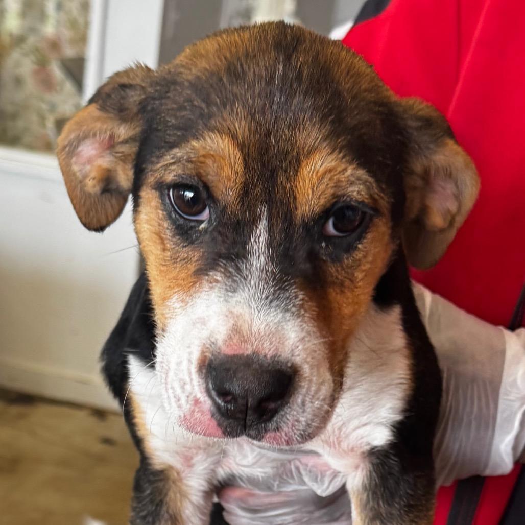 Enlarge Cassie, a Adoptable mixed breed in Clarksdale, MS image 5/6
