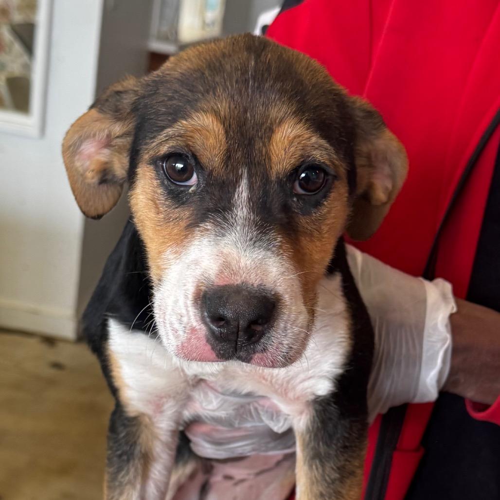 Enlarge Cassie, a Adoptable mixed breed in Clarksdale, MS image 6/6