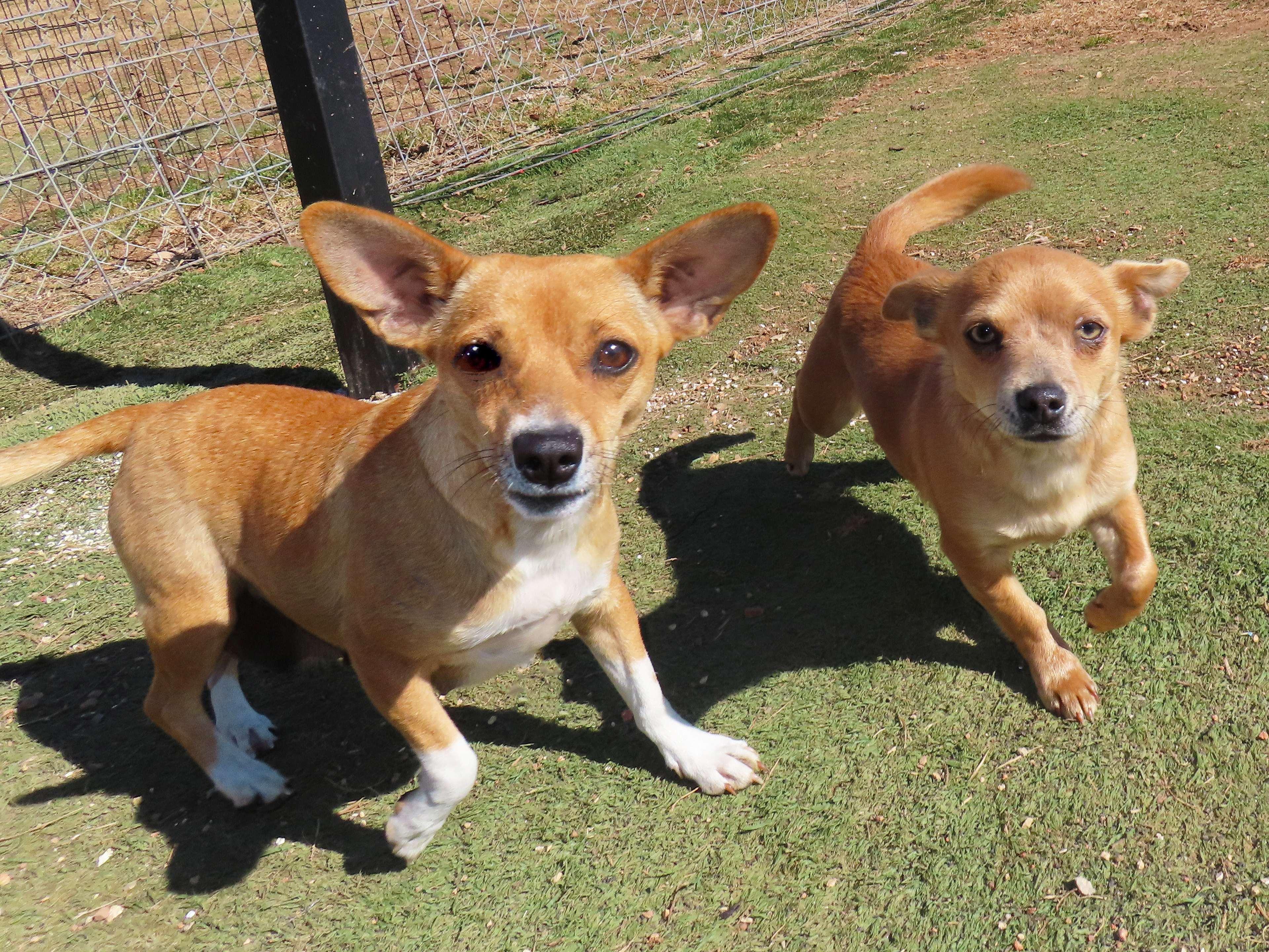 Enlarge Chicky  26C-28A, an adopted mixed breed in Rogers, AR image 3/5
