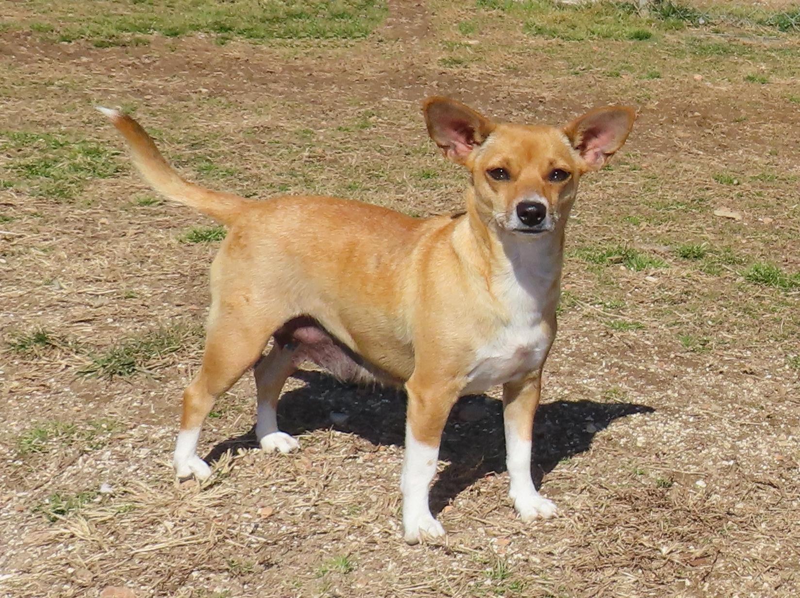 Enlarge Chicky  26C-28A, an adopted mixed breed in Rogers, AR image 2/5