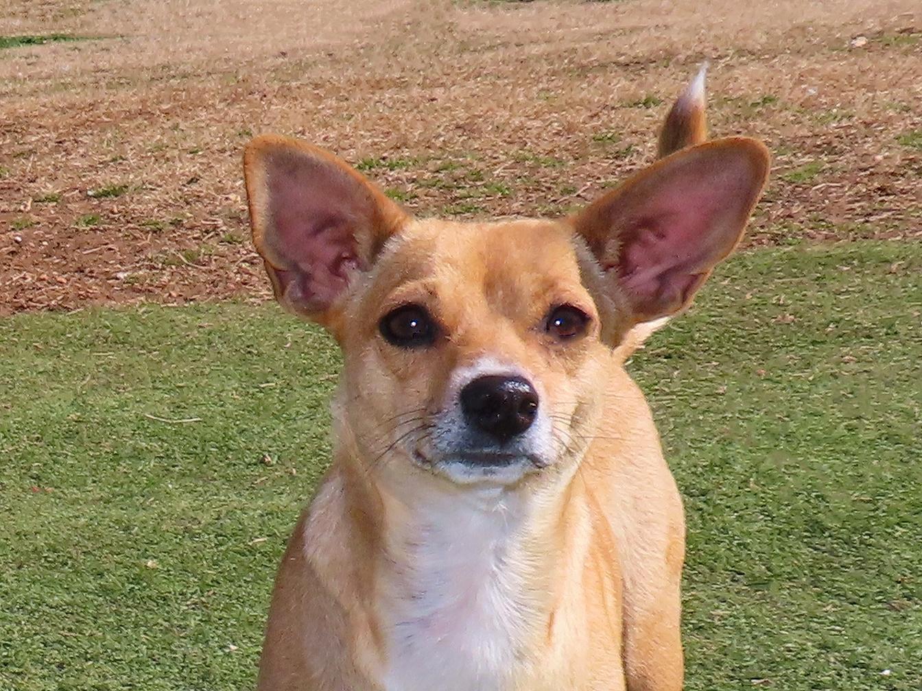 Enlarge Chicky  26C-28A, an adopted mixed breed in Rogers, AR image 1/5