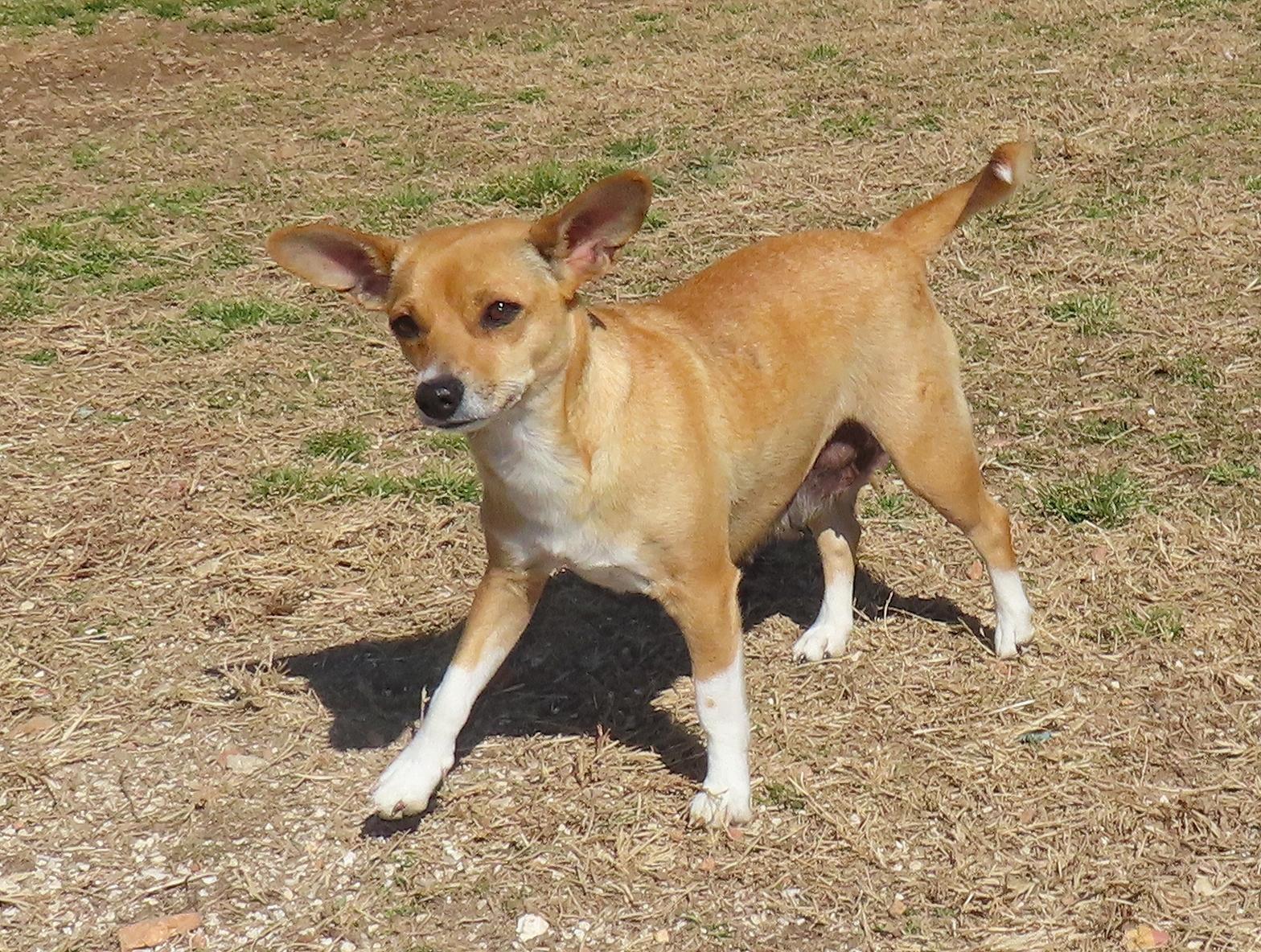 Enlarge Chicky  26C-28A, an adopted mixed breed in Rogers, AR image 5/5