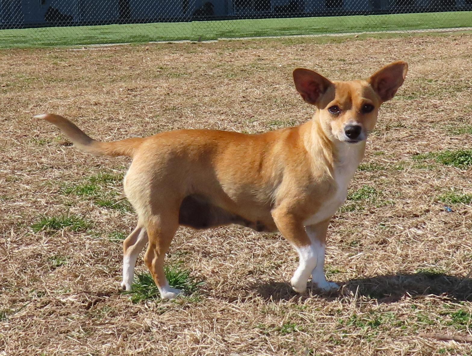 Enlarge Chicky  26C-28A, an adopted mixed breed in Rogers, AR image 4/5