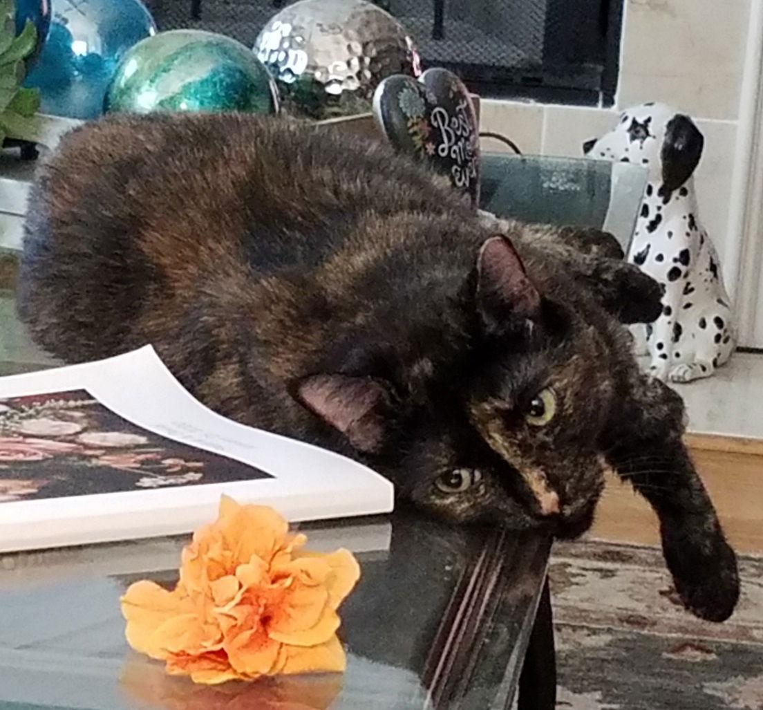 Enlarge Princess #loves-to-be-hugged-and-kissed, a Adopted mixed breed in Houston, TX image 1/3