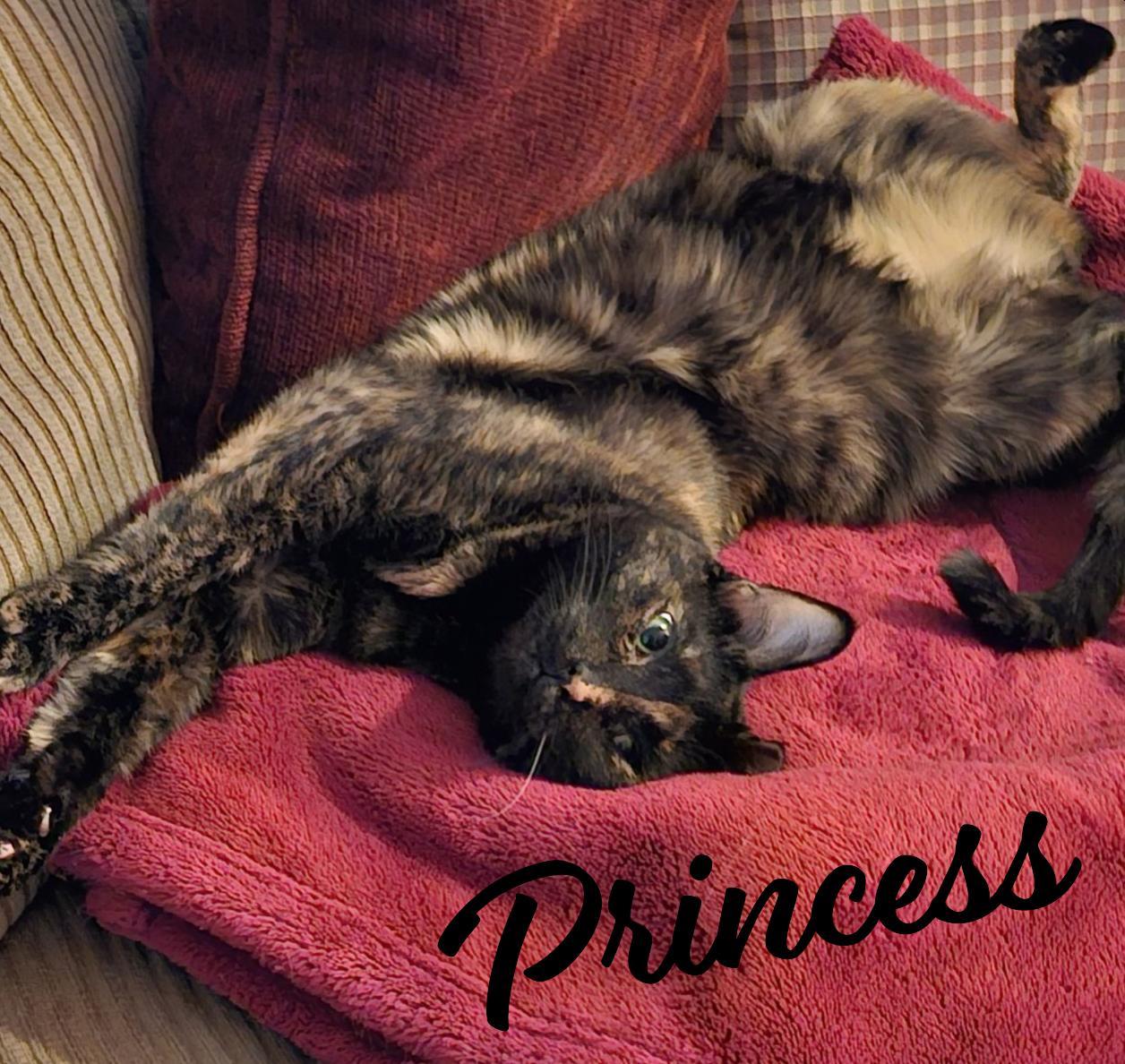 Enlarge Princess #loves-to-be-hugged-and-kissed, a Adopted mixed breed in Houston, TX image 2/3