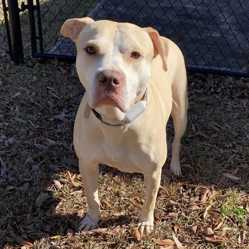 Bruiser — thumbnail 2