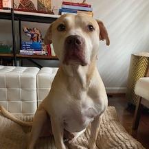 Bruiser — thumbnail 3