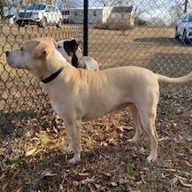 Bruiser — thumbnail 5