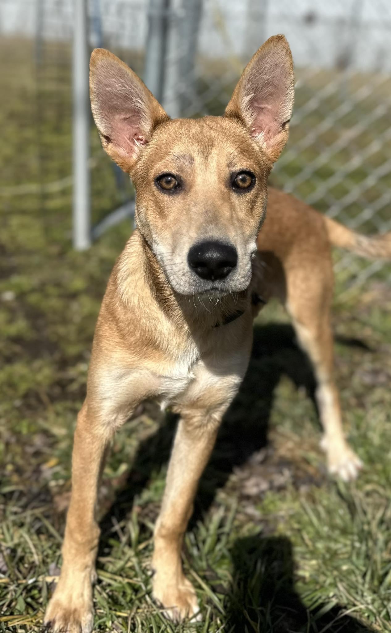 Enlarge Max, a Adoptable mixed breed in Westwood, NJ image 3/6