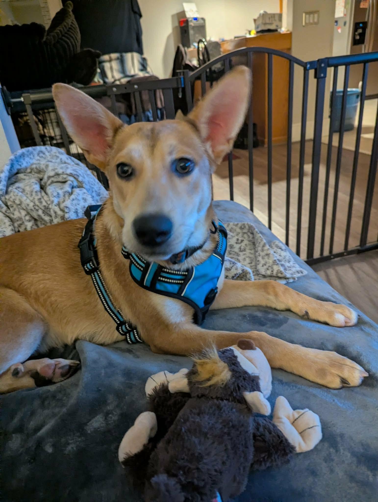 Enlarge Max, a Adoptable mixed breed in Westwood, NJ image 2/6