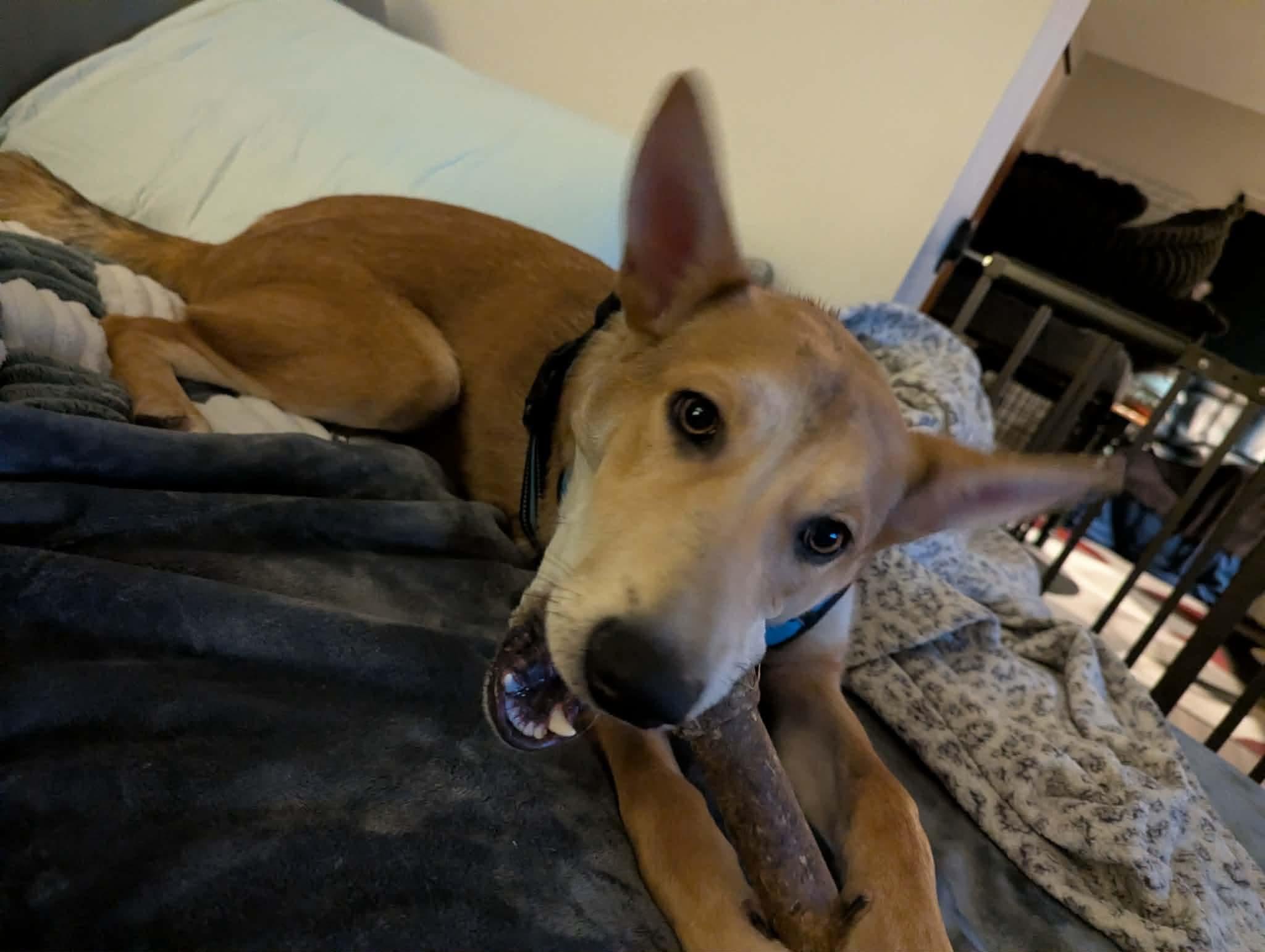 Enlarge Max, a Adoptable mixed breed in Westwood, NJ image 6/6