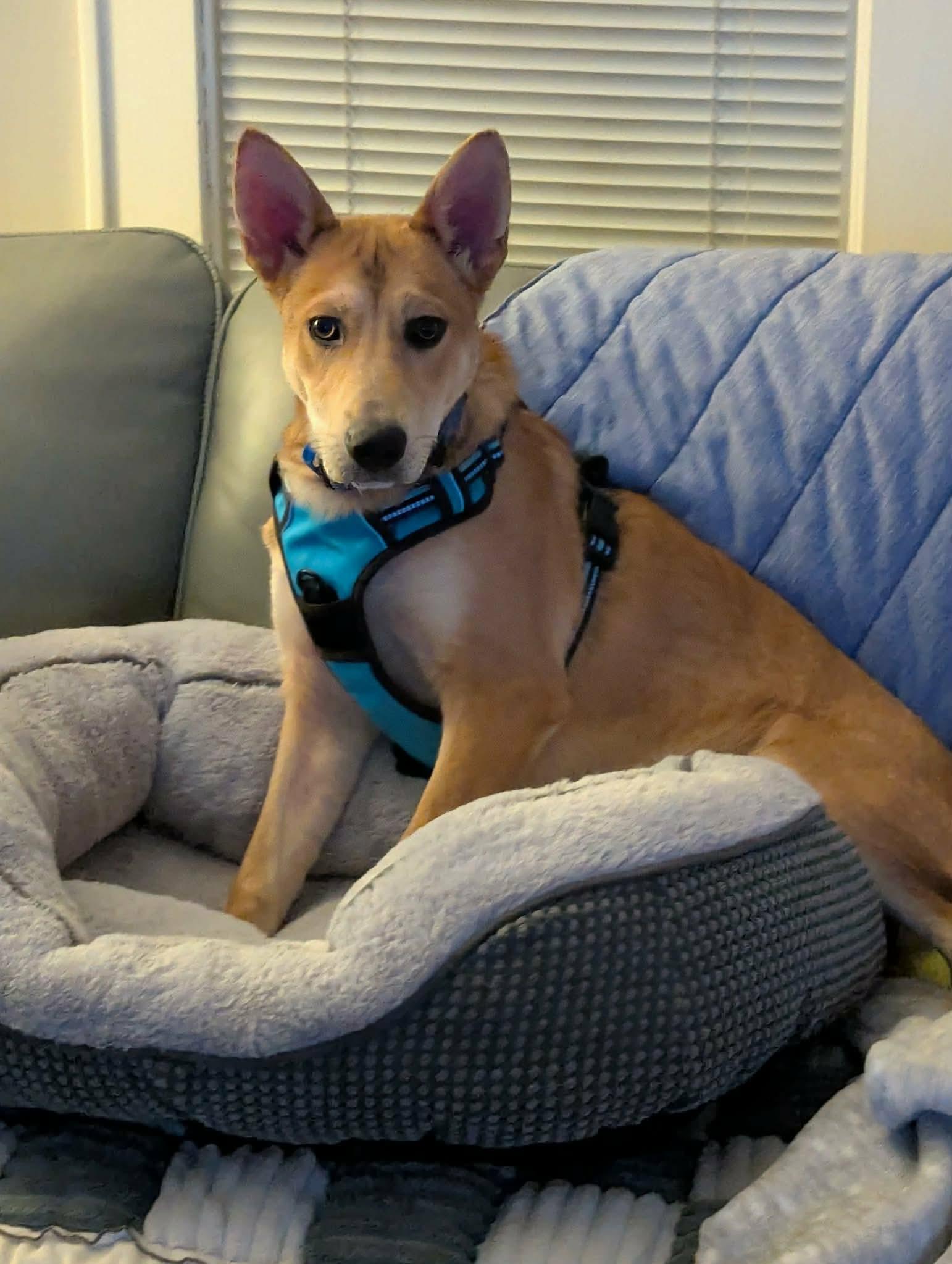 Max, Adoptable, Puppy Male Mixed Breed.