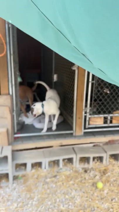 Enlarge Max, a Adoptable mixed breed in Westwood, NJ video 5/6