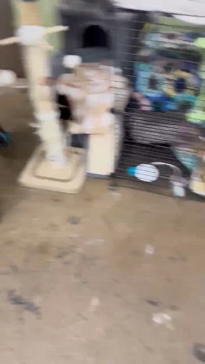 Enlarge Max, a Adoptable mixed breed in Westwood, NJ video 4/6