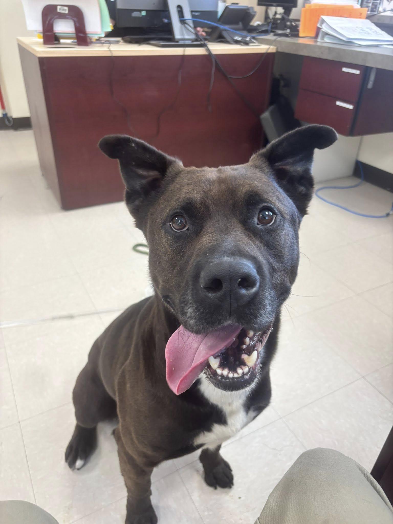 Beckham, Young Male Akita