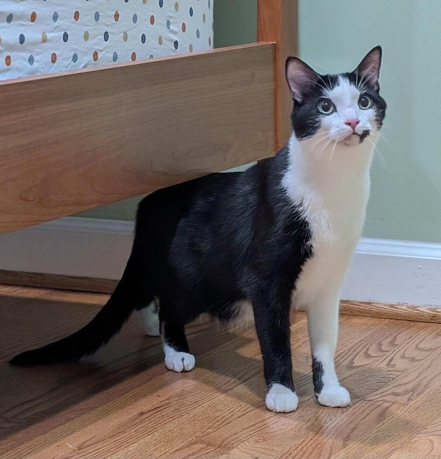 Enlarge Julien, a ADOPTABLE Domestic Short Hair in Fairfax, VA image 5/6