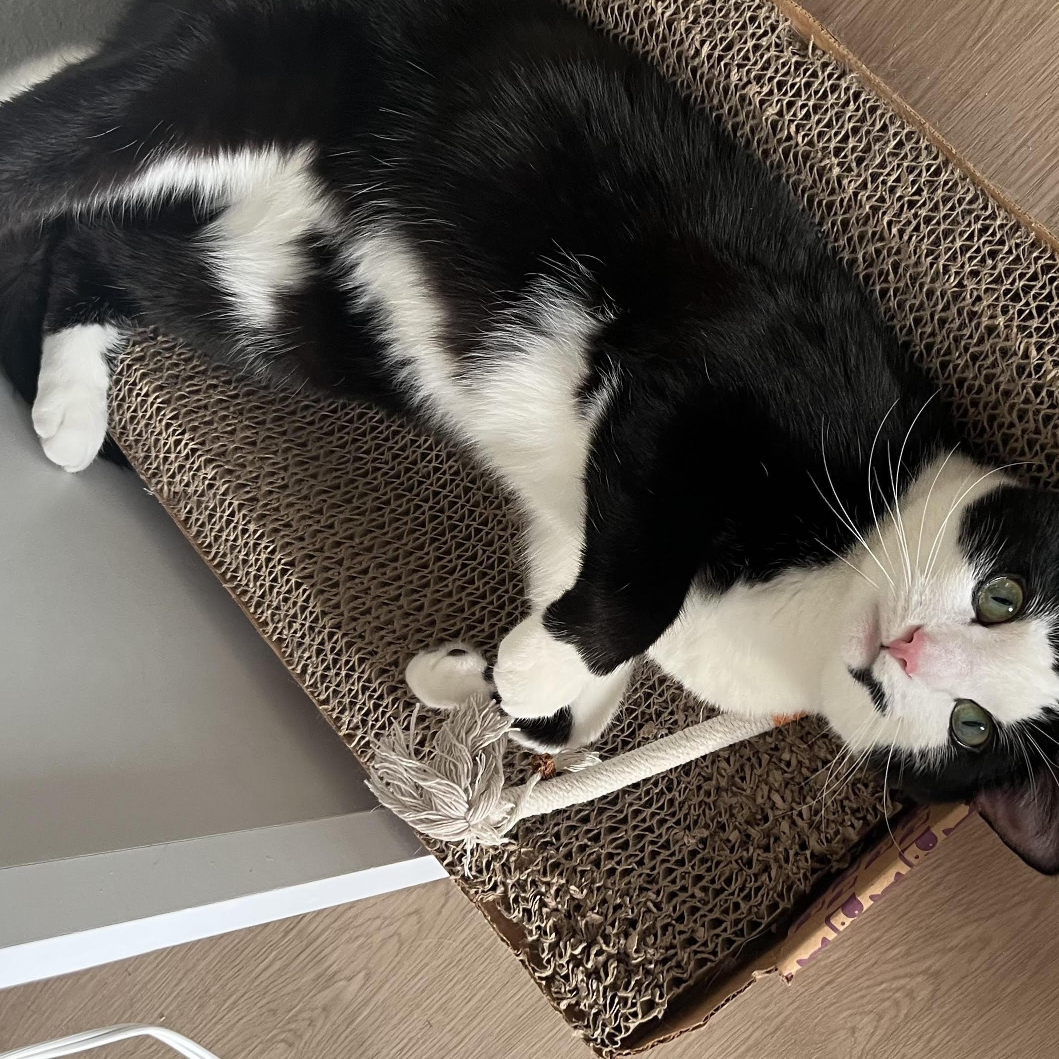 Enlarge Julien, a ADOPTABLE Domestic Short Hair in Fairfax, VA image 5/5