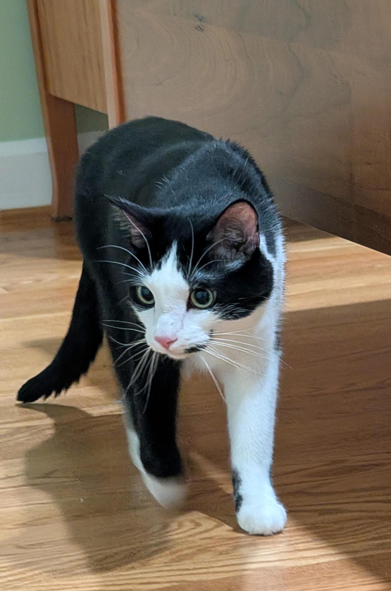 Enlarge Julien, a ADOPTABLE Domestic Short Hair in Fairfax, VA image 4/6