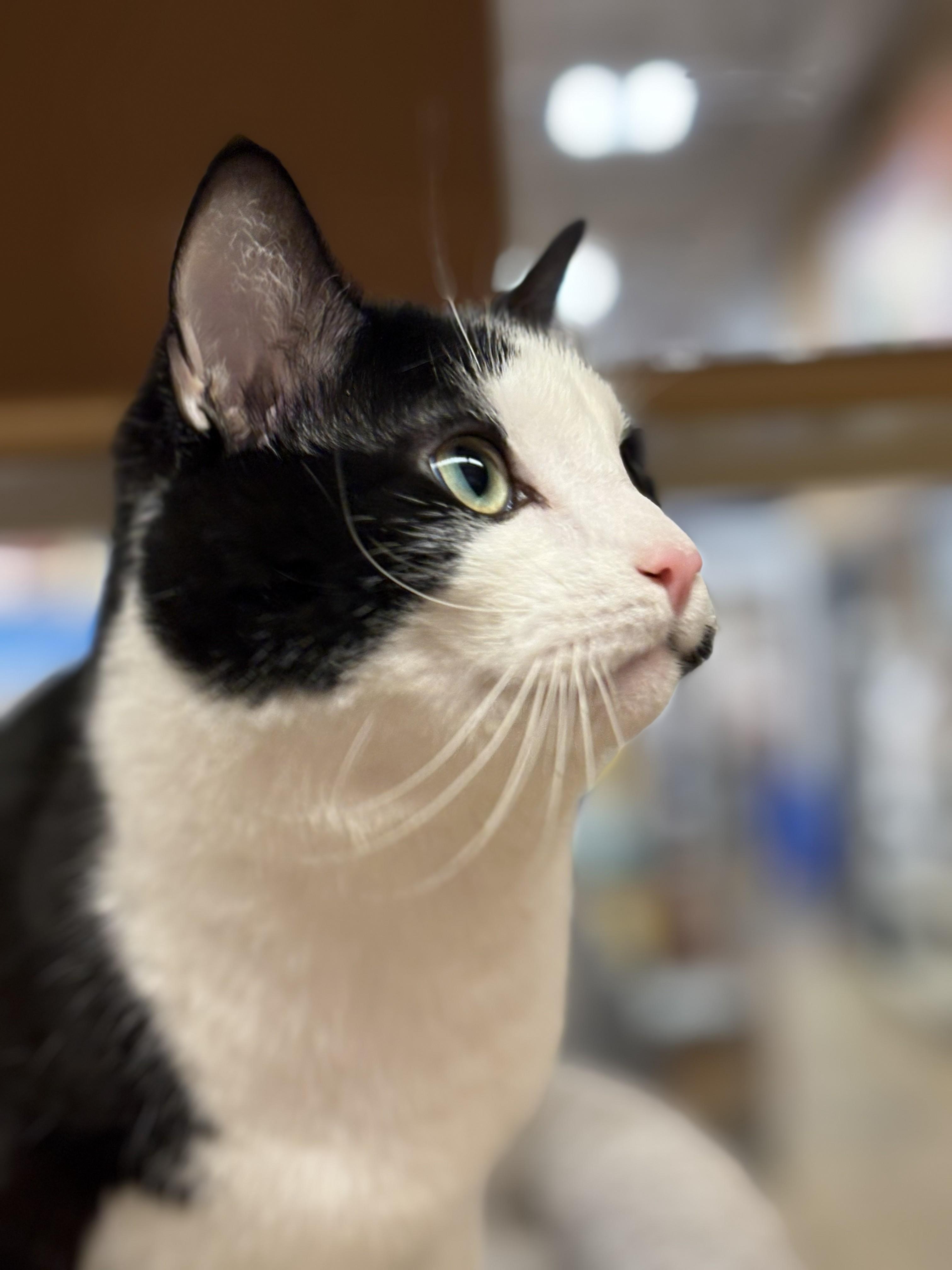 Enlarge Julien, a ADOPTABLE Domestic Short Hair in Fairfax, VA image 1/5
