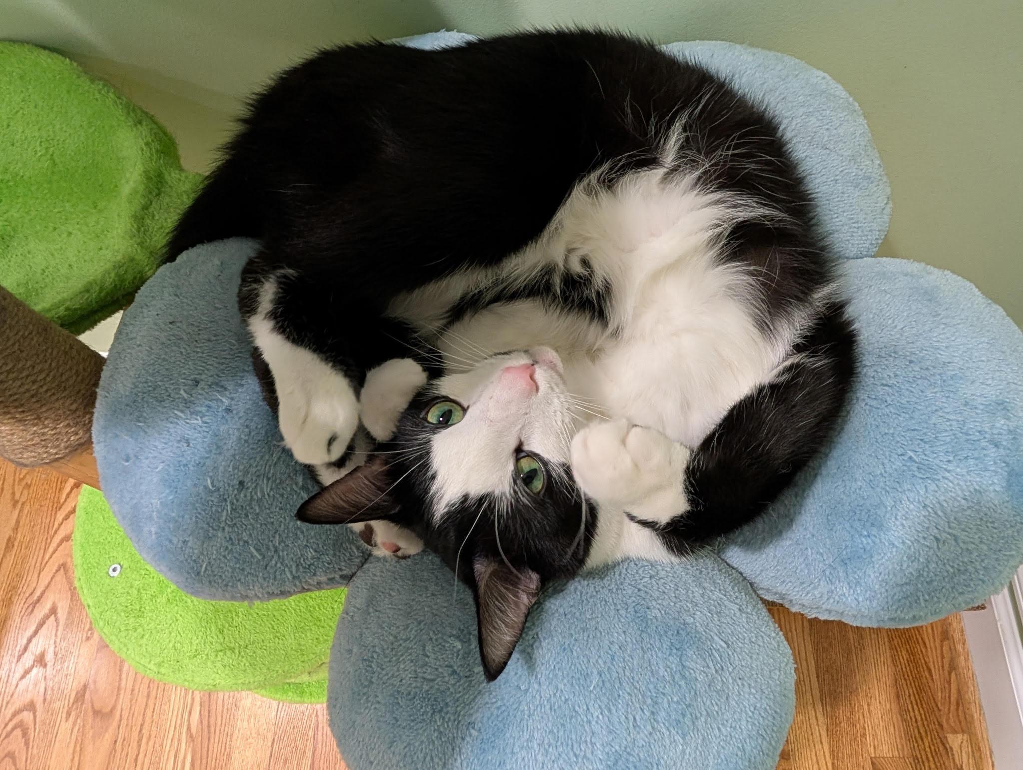 Julien, ADOPTABLE, Adult Male Domestic Short Hair.