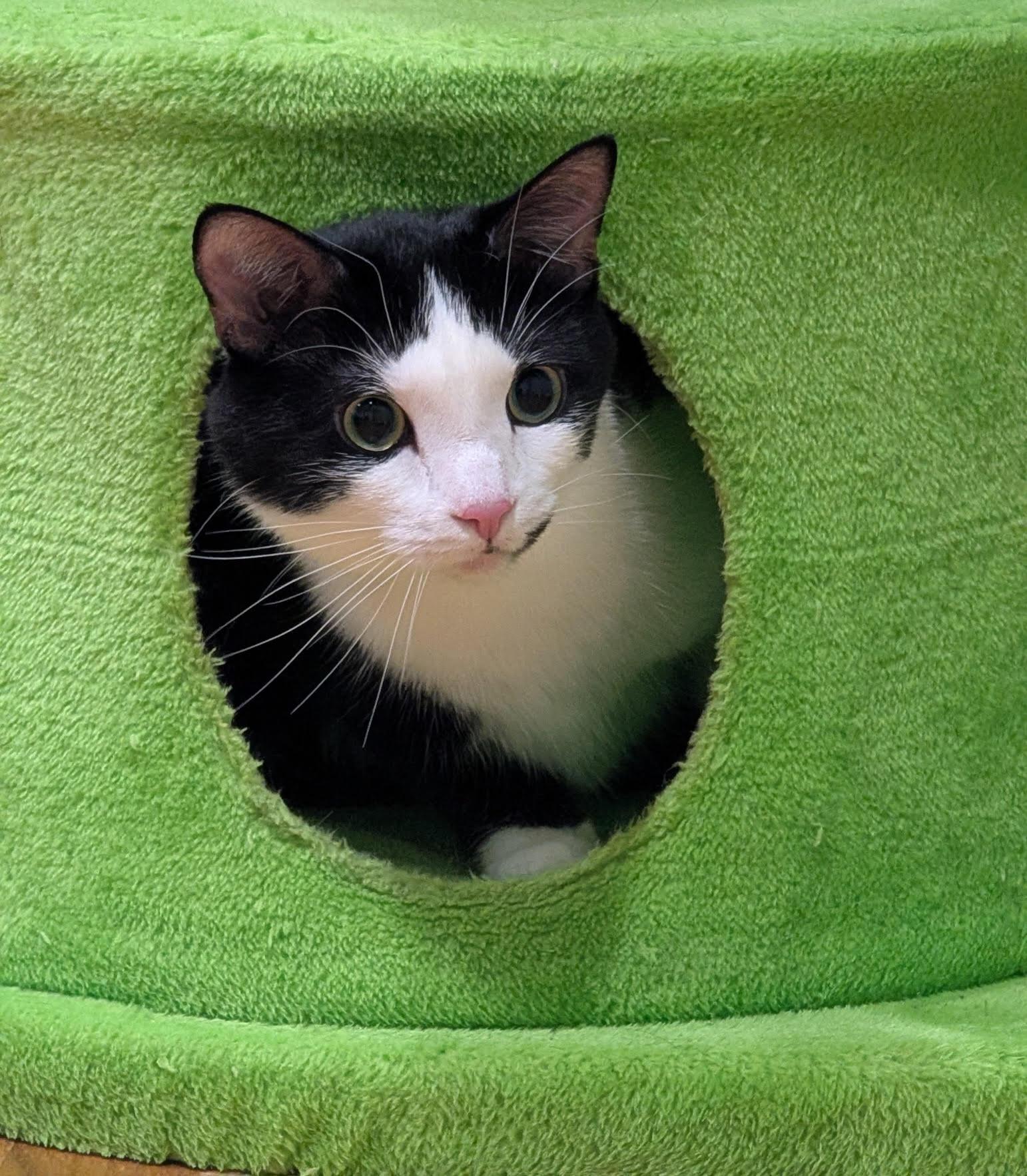 Enlarge Julien, a ADOPTABLE Domestic Short Hair in Fairfax, VA image 2/6