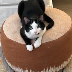 Enlarge Julien, a ADOPTABLE Domestic Short Hair in Fairfax, VA image 2/5