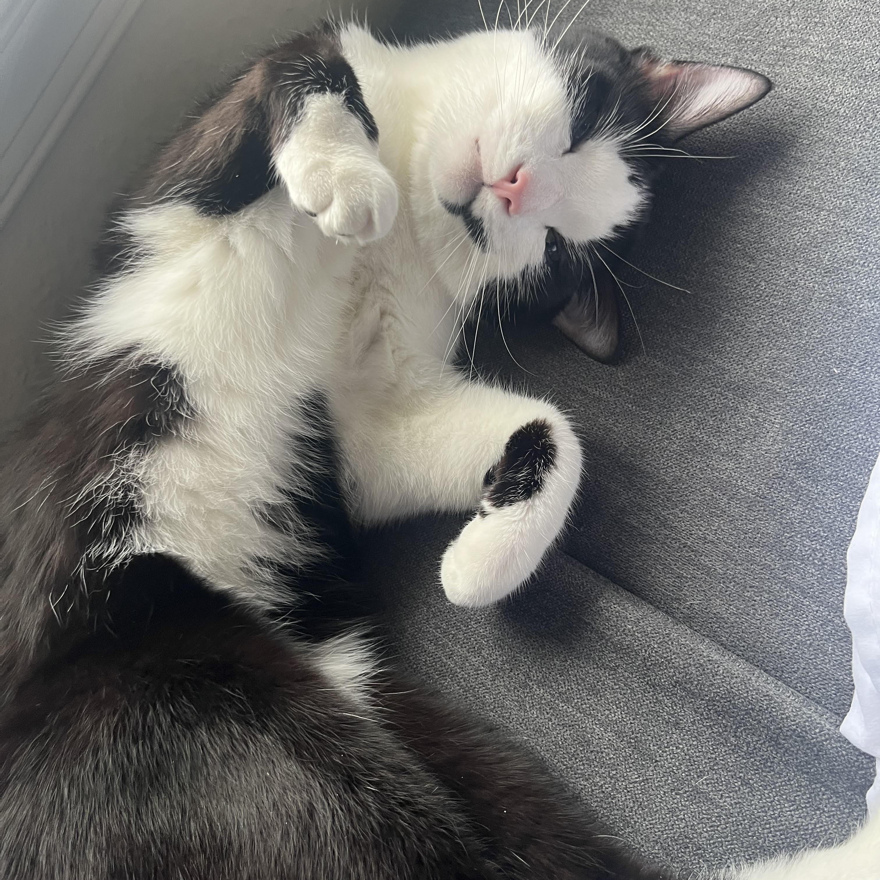 Enlarge Julien, a ADOPTABLE Domestic Short Hair in Fairfax, VA image 4/5