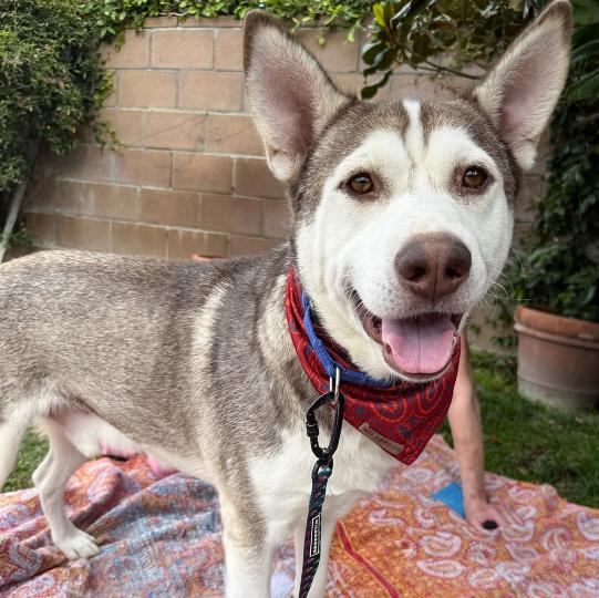 Enlarge Vince, a Adoptable Siberian Husky in La Puente, CA image 5/5