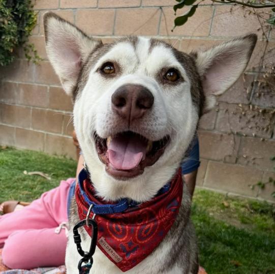 Enlarge Vince, a Adoptable Siberian Husky in La Puente, CA image 1/5
