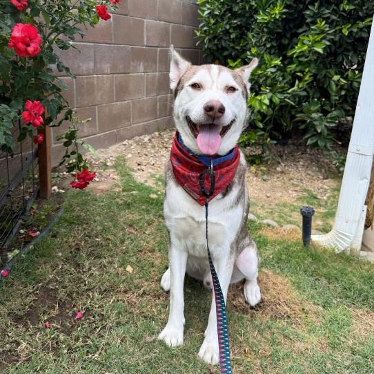 Enlarge Vince, a Adoptable Siberian Husky in La Puente, CA image 4/5