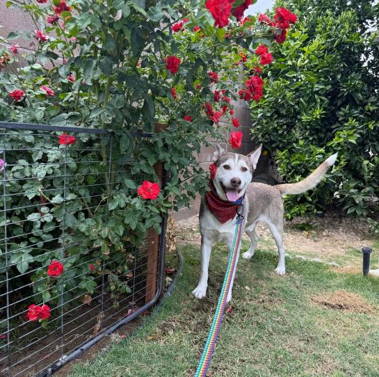 Enlarge Vince, a Adoptable Siberian Husky in La Puente, CA image 2/5