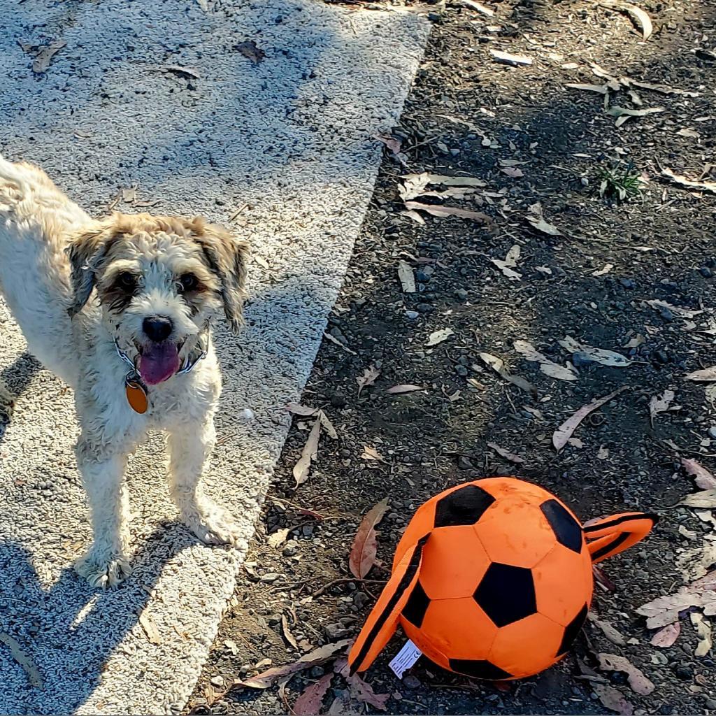 Enlarge Jesse, a Adoptable Poodle in San Pablo, CA image 4/6