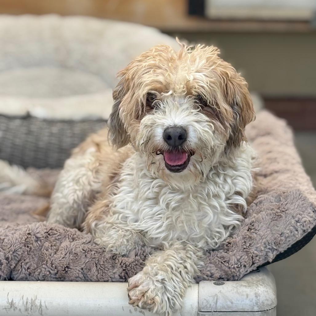 Enlarge Jesse, a Adoptable Poodle in San Pablo, CA image 1/6
