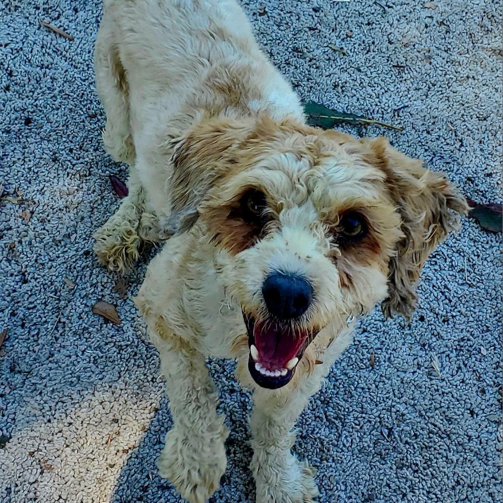 Enlarge Jesse, a Adoptable Poodle in San Pablo, CA image 3/6