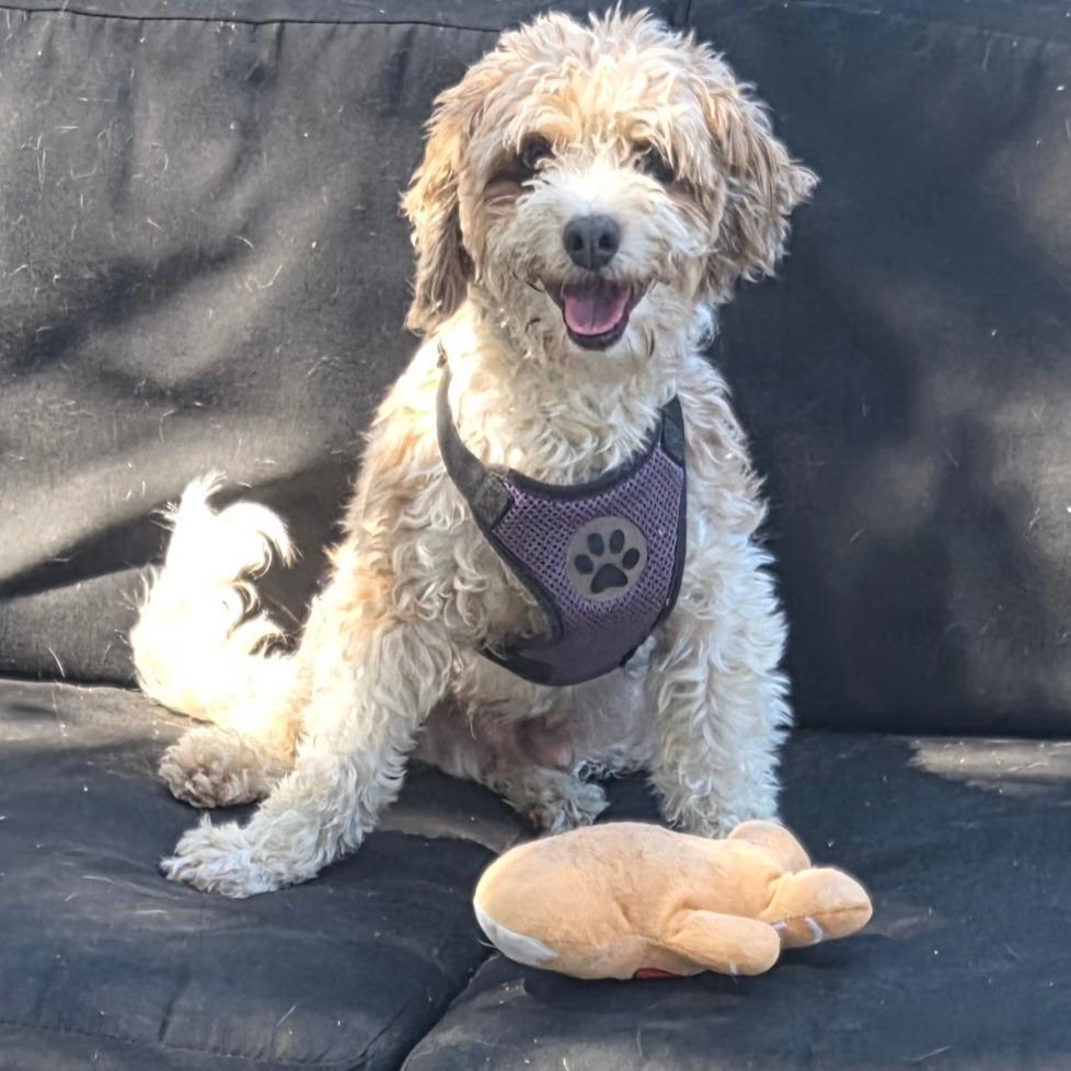 Jesse, a Adoptable Poodle in San Pablo, CA image 1/6