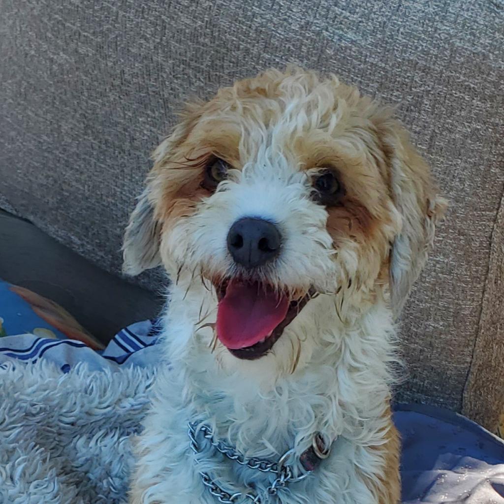 Jesse, Adoptable, Adult Male Poodle.