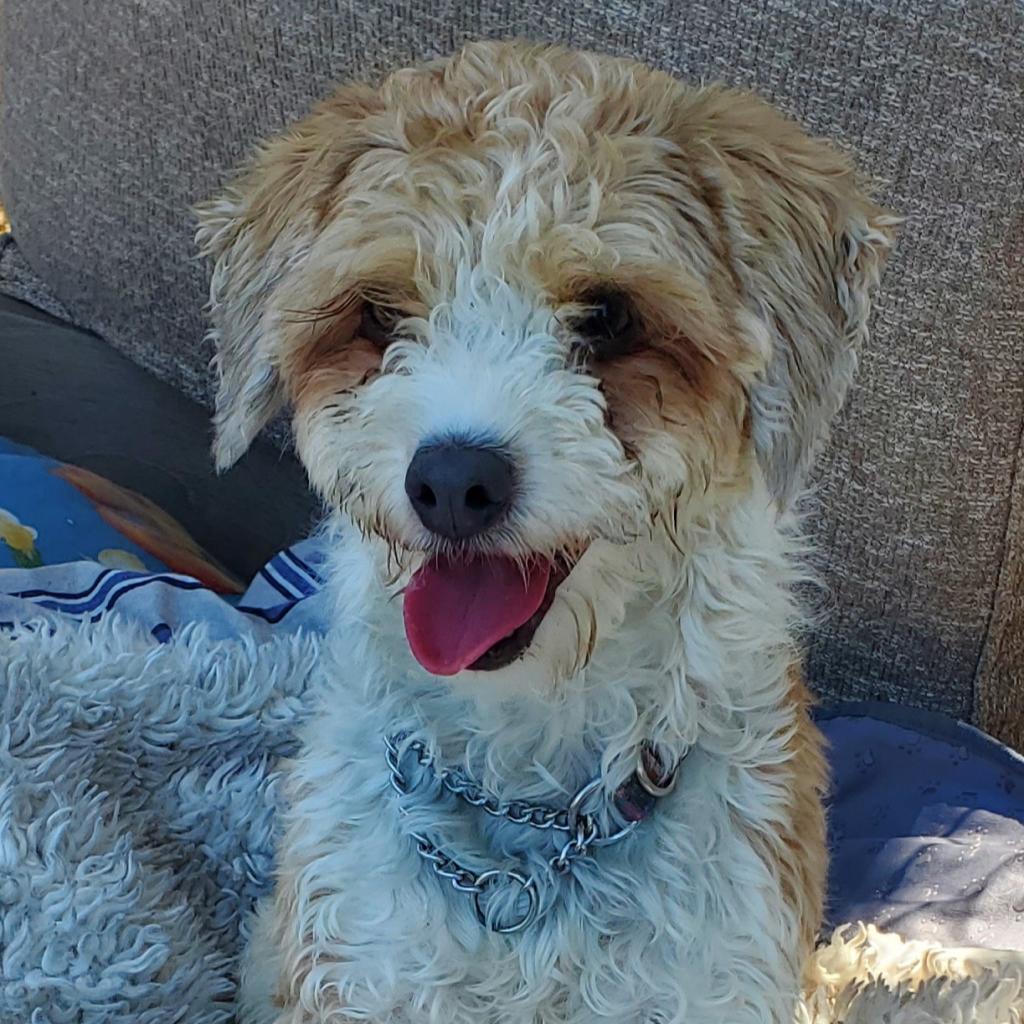 Enlarge Jesse, a Adoptable Poodle in San Pablo, CA image 1/6