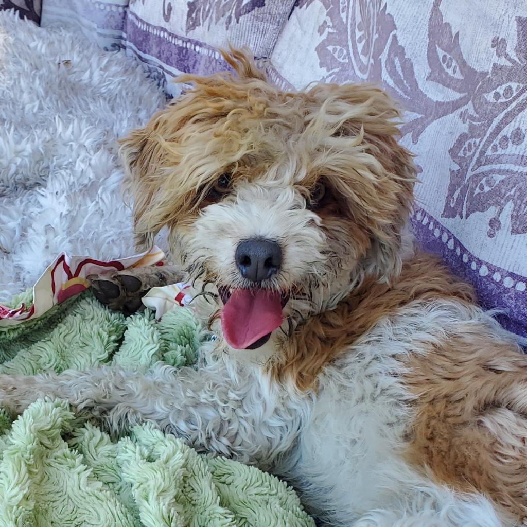 Enlarge Jesse, a Adoptable Poodle in San Pablo, CA image 6/6