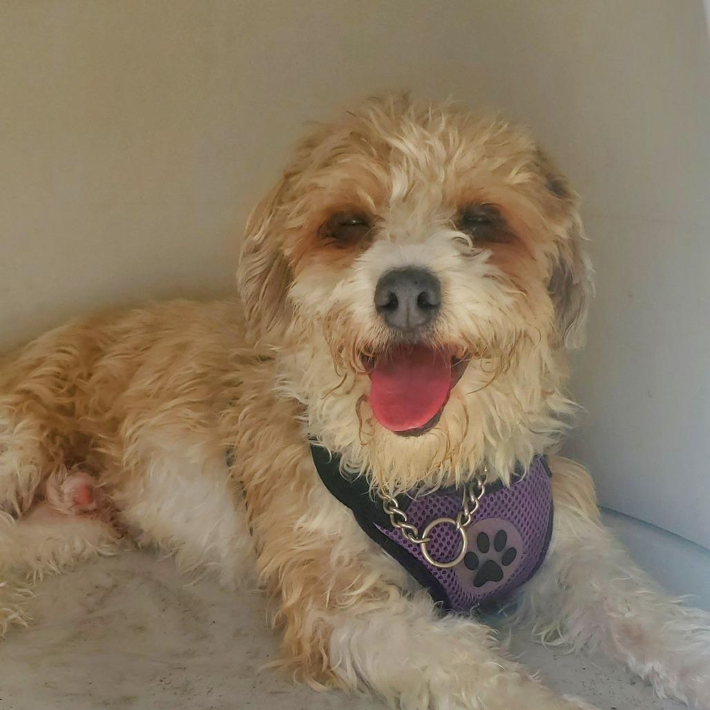 Enlarge Jesse, a Adoptable Poodle in San Pablo, CA image 3/6