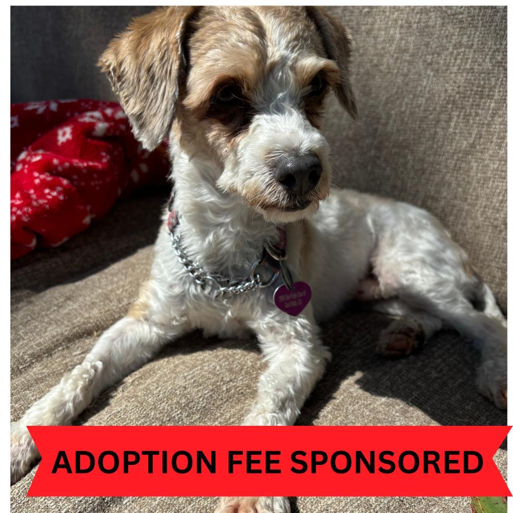 Enlarge Jesse, a Adoptable Poodle in San Pablo, CA image 4/6