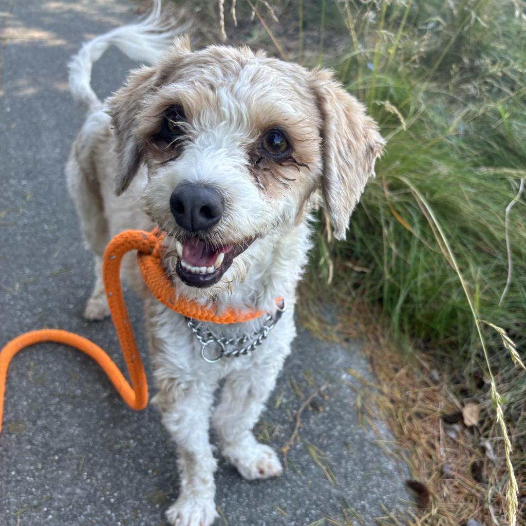 Enlarge Jesse, a Adoptable Poodle in San Pablo, CA image 5/6