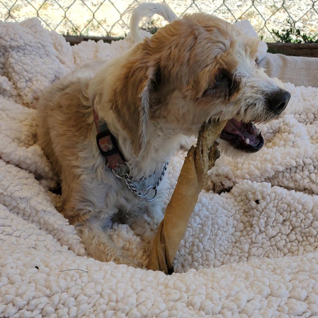 Enlarge Jesse, a Adoptable Poodle in San Pablo, CA image 6/6