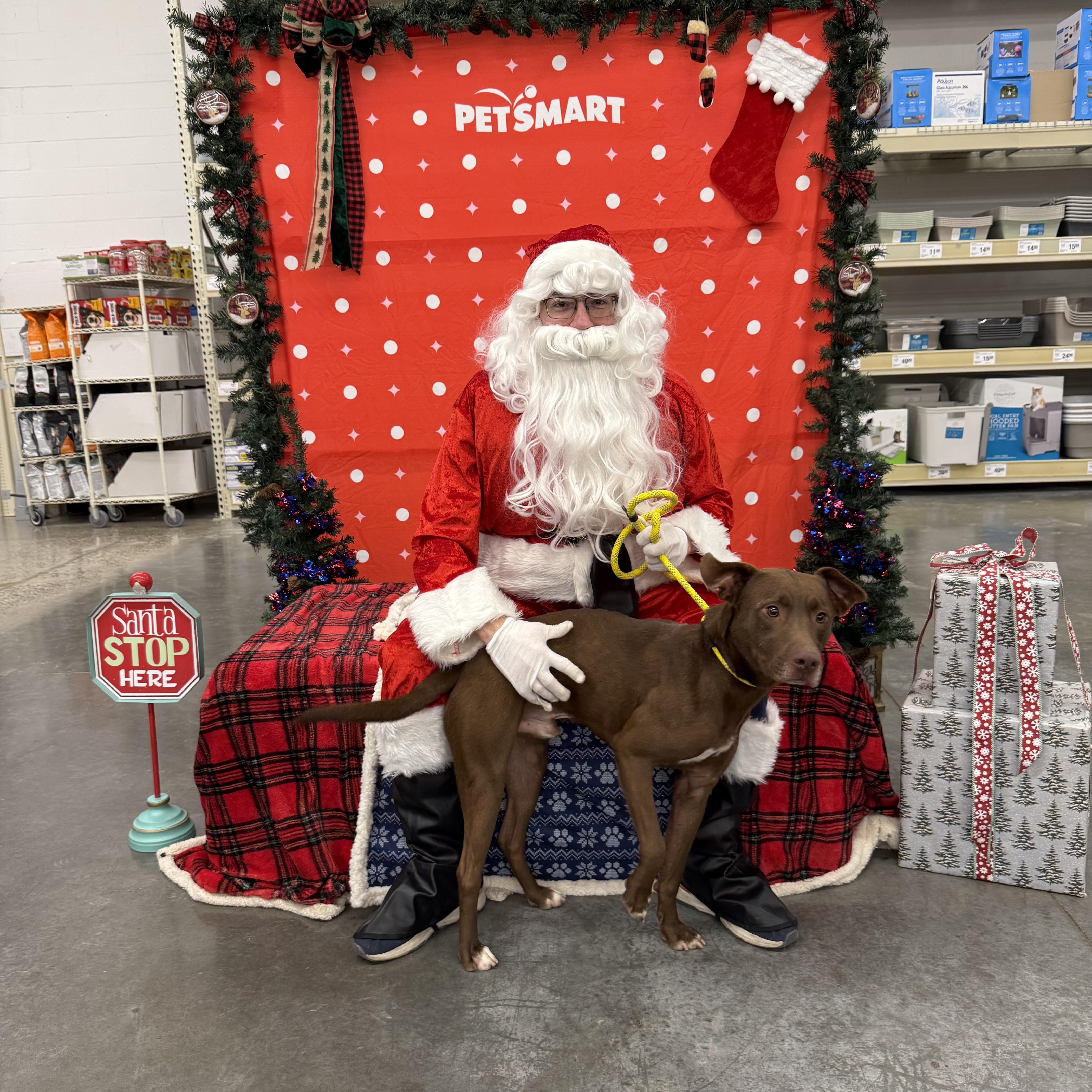 Fred, a Adoptable mixed breed in Zimmerman, MN image 2/5