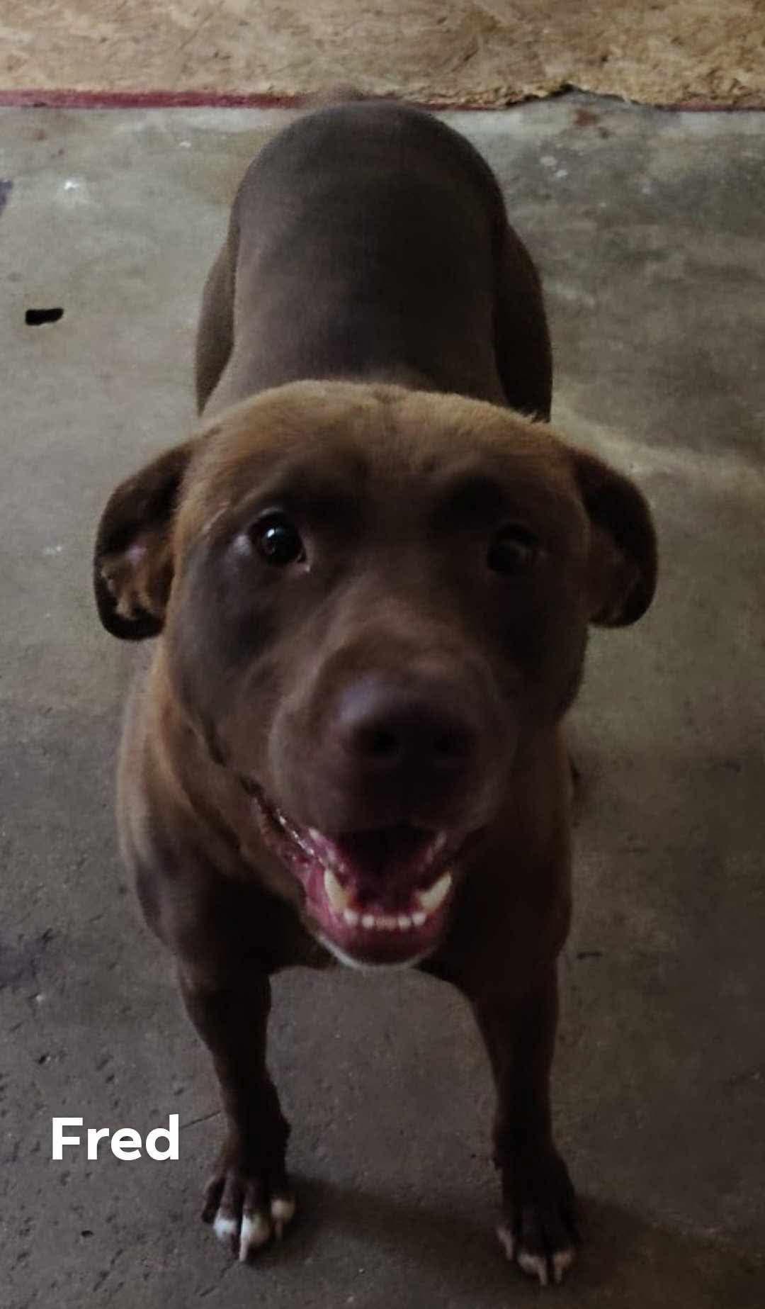 Fred, a Adoptable mixed breed in Zimmerman, MN image 2/2