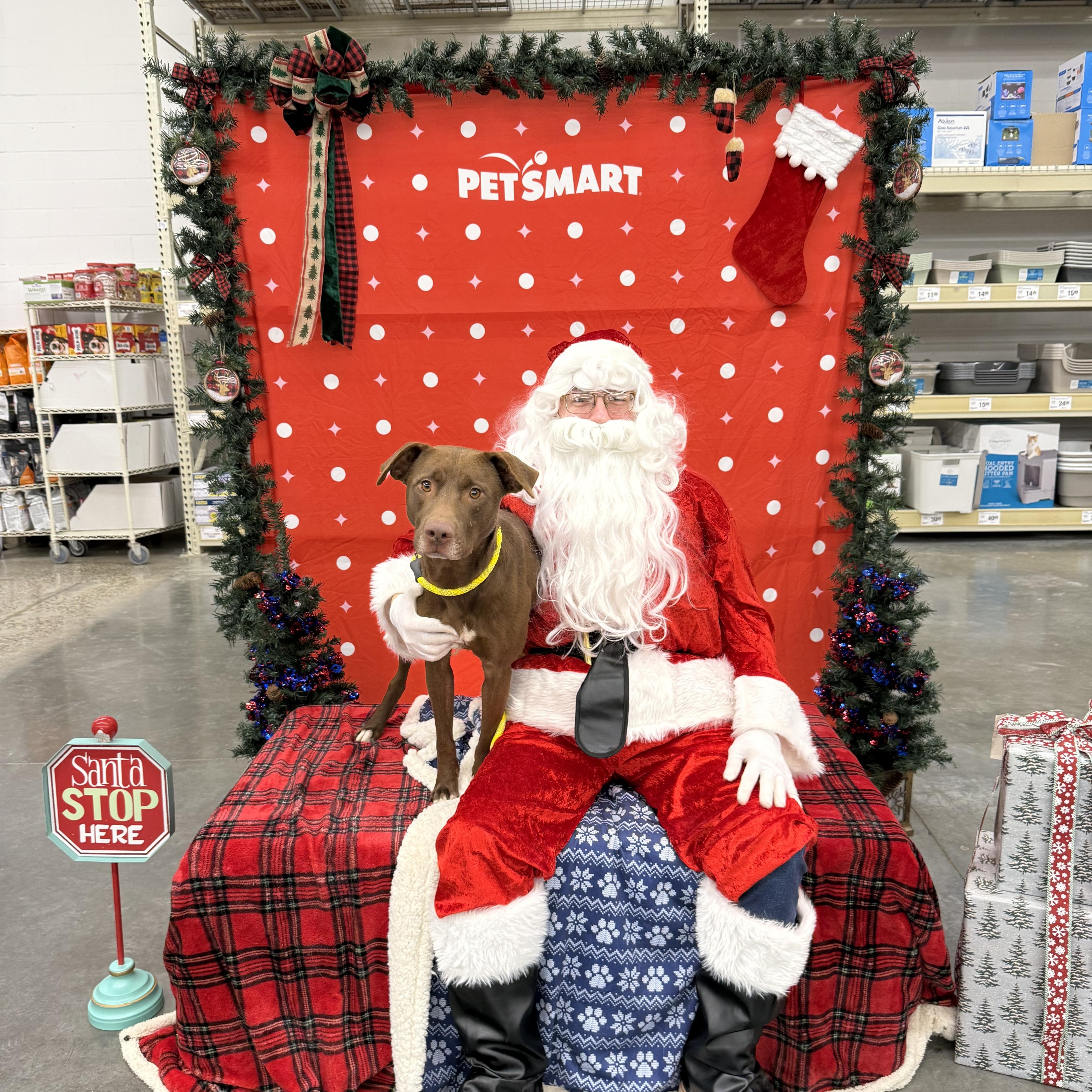 Fred, a Adoptable mixed breed in Zimmerman, MN image 3/5