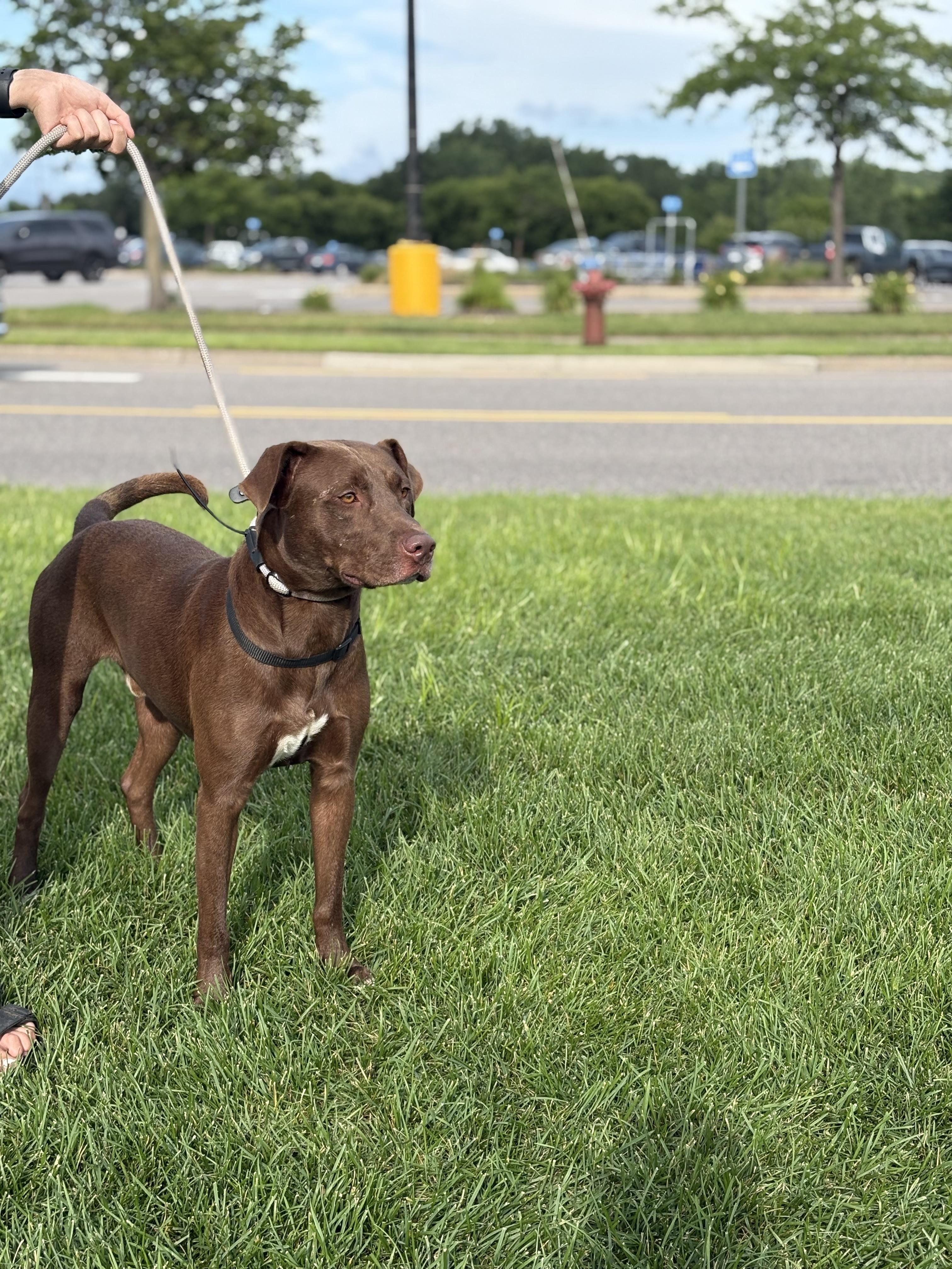 Fred, a Adoptable mixed breed in Zimmerman, MN image 1/2