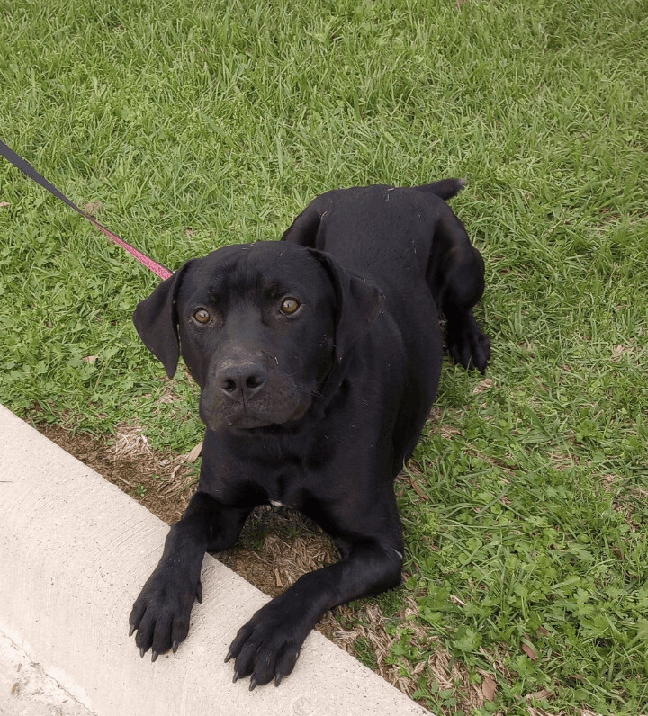 Enlarge Cole, a Adoptable mixed breed in Hartford, CT image 2/6