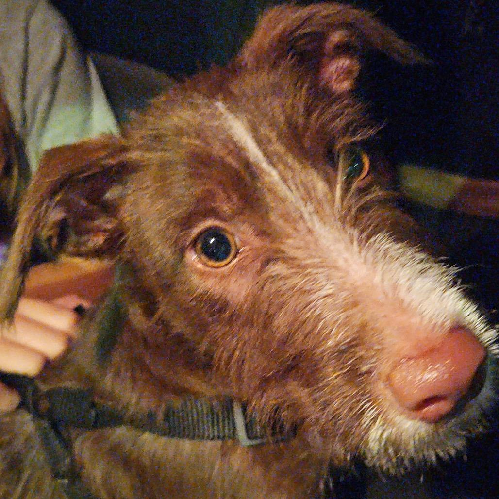 Matilda, Adoptable, Young Female Terrier & Schnauzer.